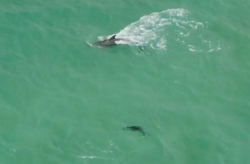 Дельфин дал первые уроки плавания новорождённому детёнышу у побережья Флориды ▶