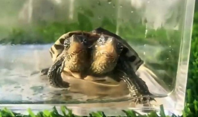 Двухголовая черепаха появилась на свет в Китае (Видео)