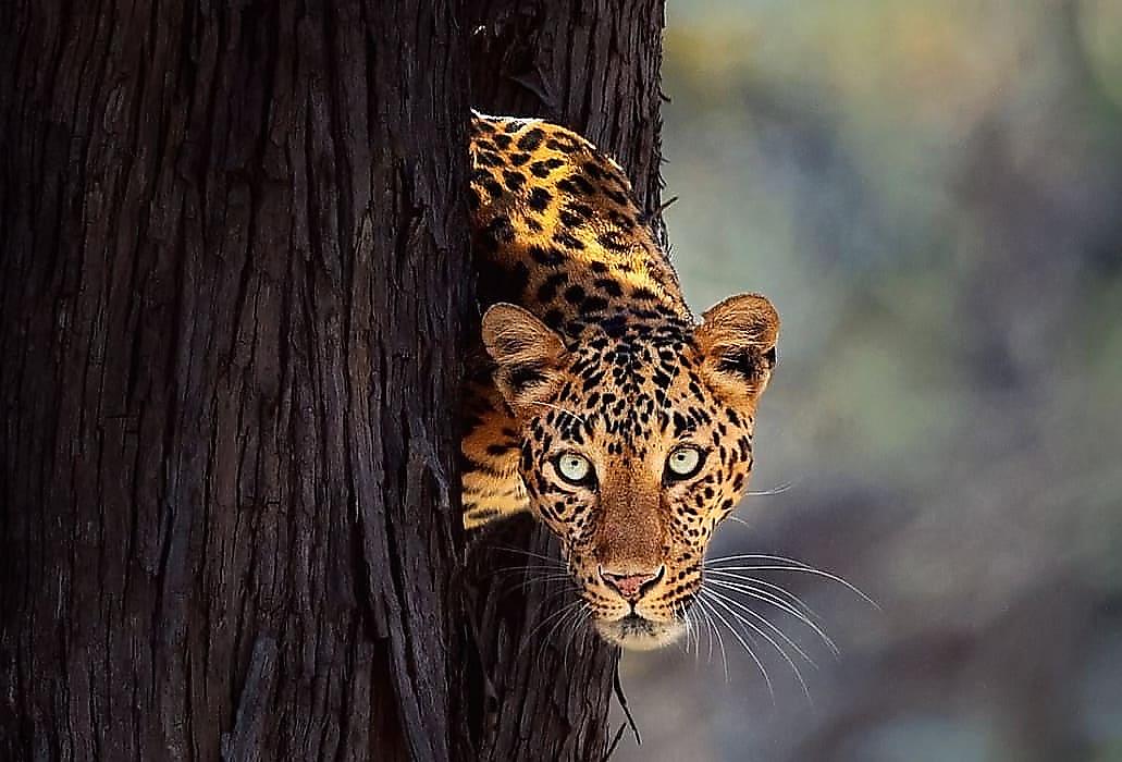 Фотограф снял леопардессу, находящуюся в «тени» своего спутника - самца пантеры