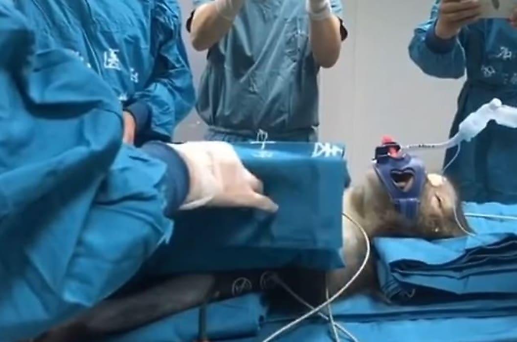 Китайские медики пересадили свиные органы трём макакам