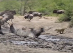 Леопард устроил засаду на стадо антилоп возле водопоя в ЮАР ▶