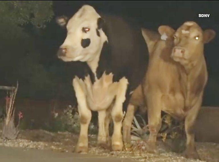 Полицейские прибывшие для поимки грабителей, обнаружили двух коров в огороде частного владения ▶