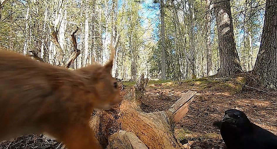 Схватка не поделивших орехи белки с вороной попала на видео в лесу Шотландии