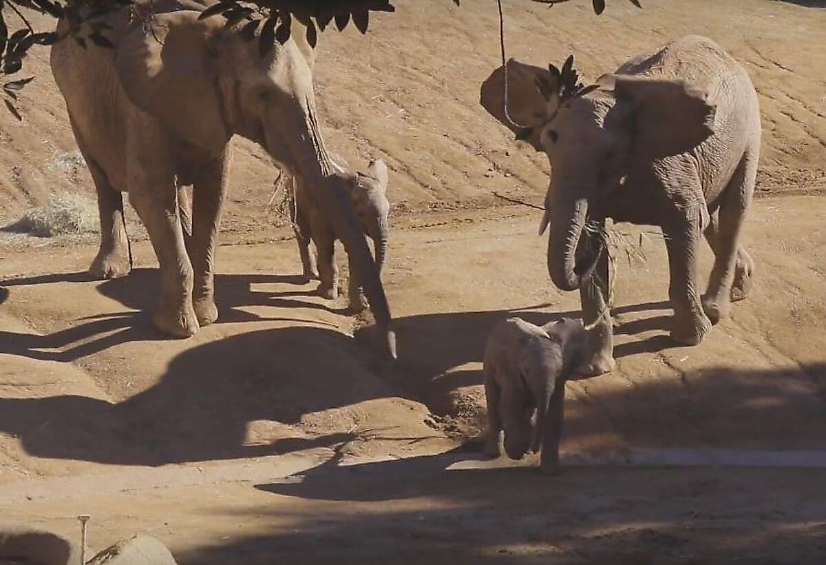 Слониха, оберегая своего детёныша, нагло оттолкнула чужого слонёнка в американском зоопарке