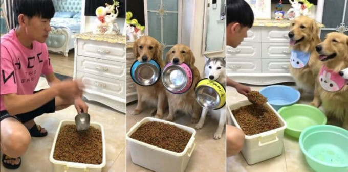 Собаки поразили хозяина своим аппетитом и во время завтрака принесли тазы из ванной (Видео)