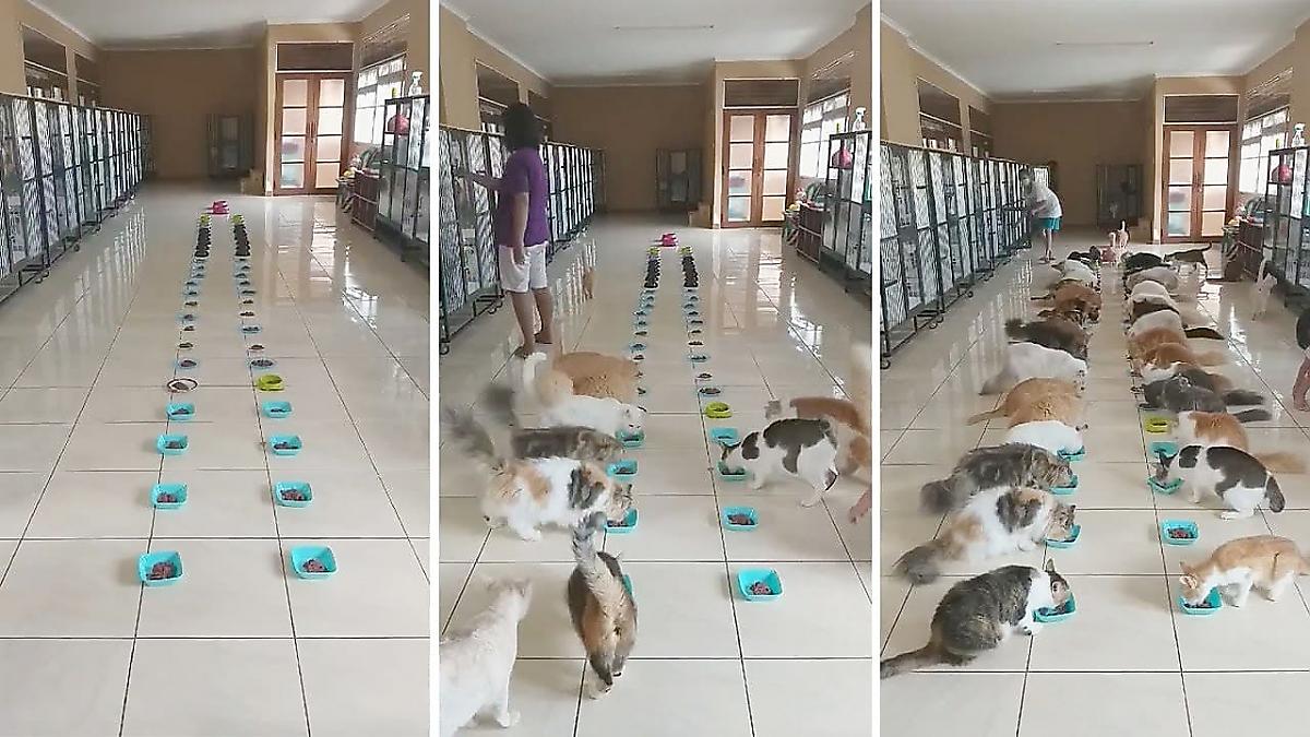 Сотрудники кошачьего питомника запечатлели трапезу десятков кошек, спасённых на Бали