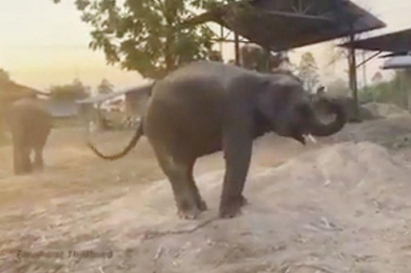 Танцующий слонёнок поразил туристов пластикой своих движений ▶