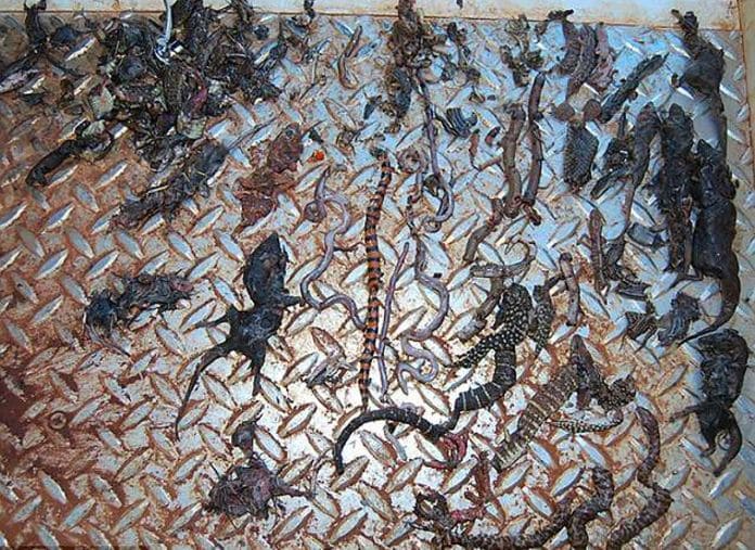Учёные обнаружили десятки ящериц и змей в желудке дикой кошки Учёные обнаружили десятки ящериц и змей в желудке дикой кошки