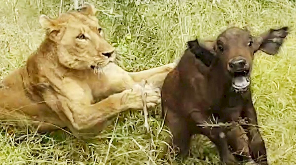Буйволы отбили телёнка у голодной львицы и попали на видео в ЮАР