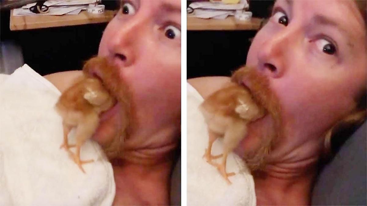 Цыплёнок забрался в «гнездо», обнаруженное во рту у хозяина