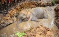 Два экскаватора и толпа местных жителей на протяжении 7-ми часов вытаскивали слона из болота в Индии (Видео) 0