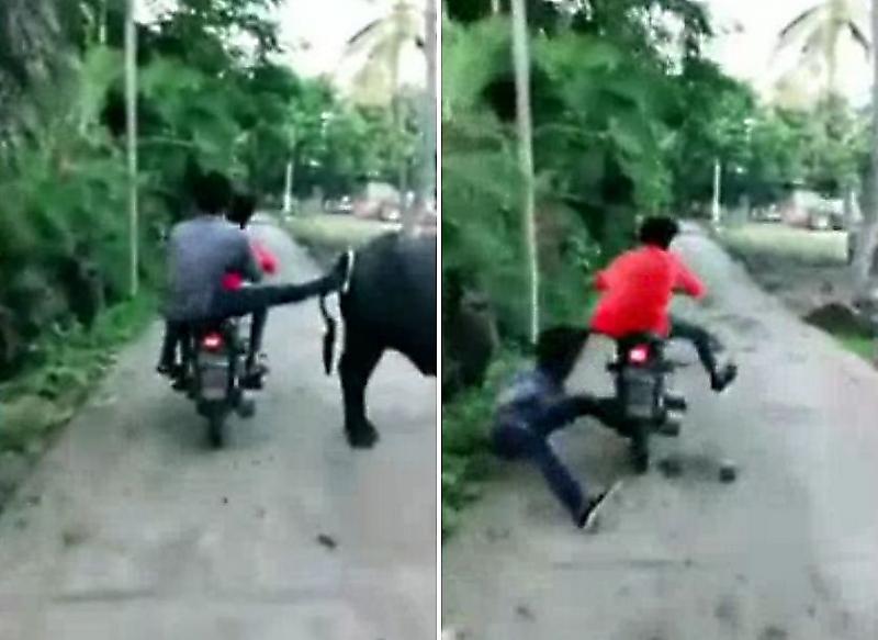 Мотоциклист, обидевший быка, получил «мгновенную карму» в Индии ▶