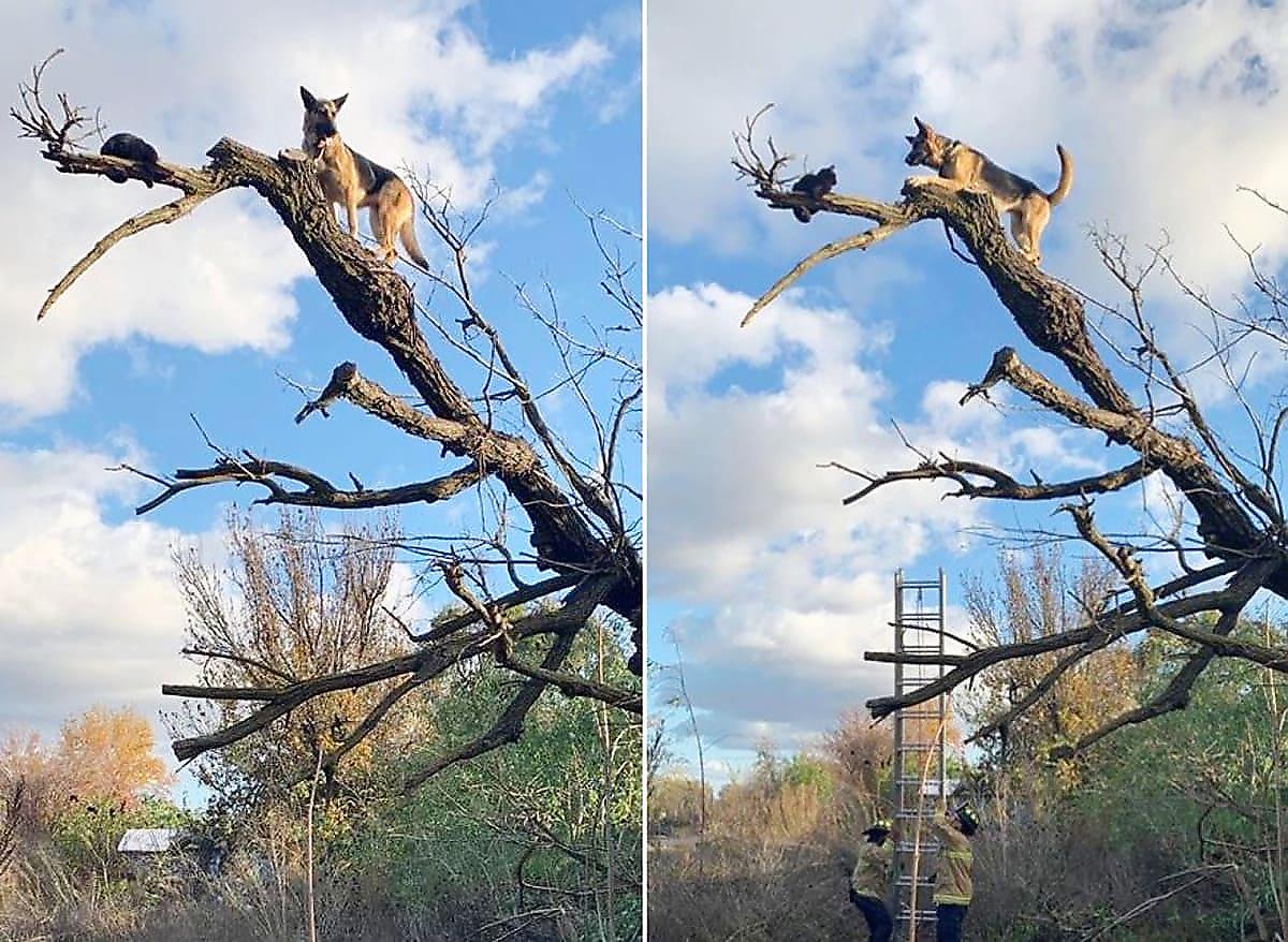 Овчарка, гонясь за кошкой, застряла на дереве в США