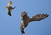Сокол, защищая гнездо, атаковал двух пеликанов, пролетающих мимо 1