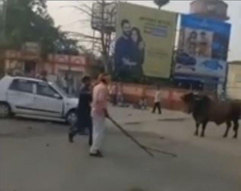 Водитель, посигналивший быку, остался у разбитого «автокорыта» в Индии ▶