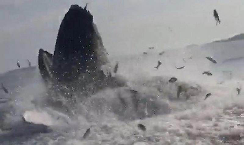 Вынырнувший кит испортил рыбалку австралийскому рыбаку ▶