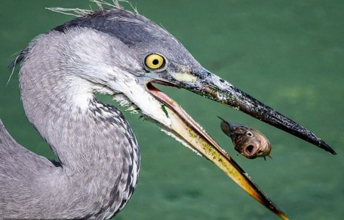 За секунду до... Британский фотограф снял последние моменты жизни рыбы, пойманной цаплей