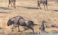 Бегемоты спасли антилопу гну, напав на крокодила. (Видео)