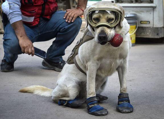 Служебная собака, обнаружившая 12 человек под завалами, стала национальной героиней в Мексике (Видео)