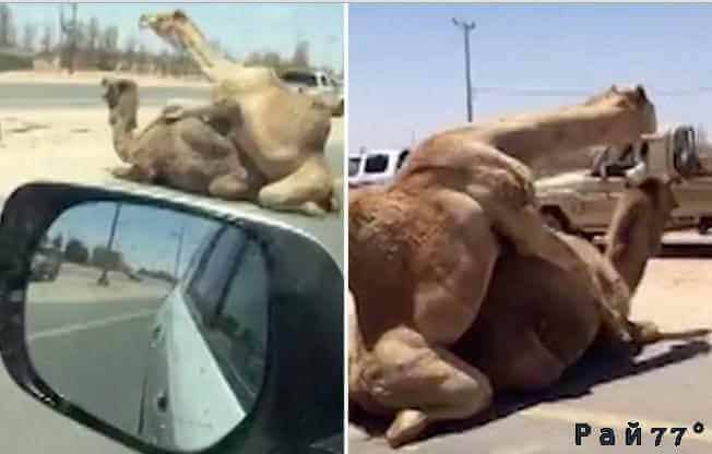 Одногорбые верблюды, устроившие романтическую встречу на скоростной дороге между Дубаем и Рас-Аль-Хайма привлекли внимание неизвестного свидетеля, проезжавшего мимо.