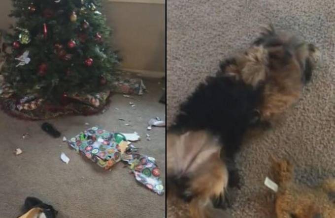 Маленький пёс, оставшись без присмотра, устроил «праздник» своему хозяину. (Видео)