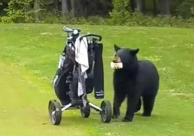 Медведь ограбил гольфистов на Аляске. (Видео)