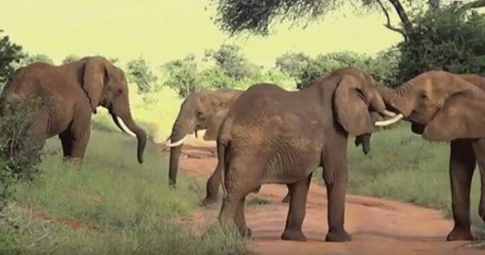 Пять слонов подрались в заповеднике в Кении. (Видео)