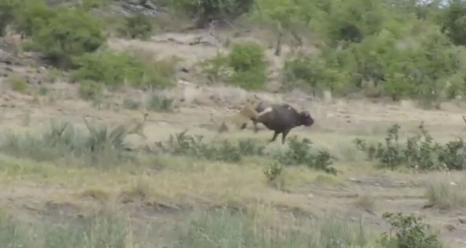 Буйвол убежал от львиного прайда в африканском заповеднике (Видео)