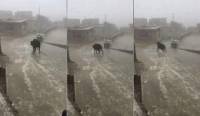 Корова, оказавшаяся на льду, рассмешила китайские соц. сети. (Видео)