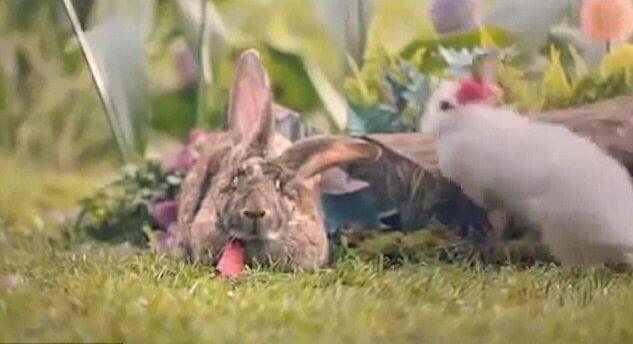 Министерство здравоохранения Польши использовало «опыт» кроликов для поощрения населения к размножению. (Видео)
