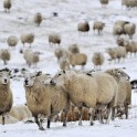 209 овец, убегая от медведя сорвались в расщелину скалы в Пиренеях. (Видео)