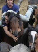 Тысячи испанцев приняли участие в массовой «объездке» диких лошадей в Галисии. (Видео) 15