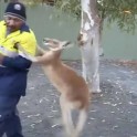 Дерзкий кенгуру бросил вызов австралийскому строителю. (Видео)