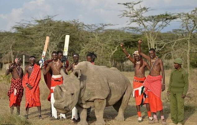 В Кении умер последний самец белого носорога