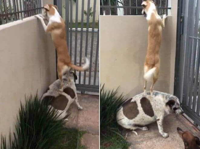 Собаки продемонстрировали изобретательность, чтобы поприветствовать друг друга (Видео)