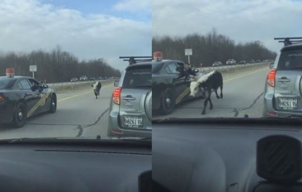 Полицейские устроили погоню за коровой на автодороге в США (Видео)