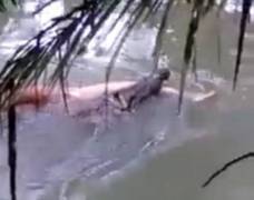 ШОКИРУЮЩИЙ КОНТЕНТ ! Ведьма заставила крокодила вернуть тело убитого им индонезийца. (Видео) 0