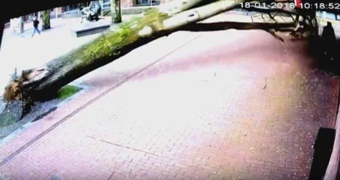 Дерево чуть не придавило женщину с коляской в Голландии. (Видео)
