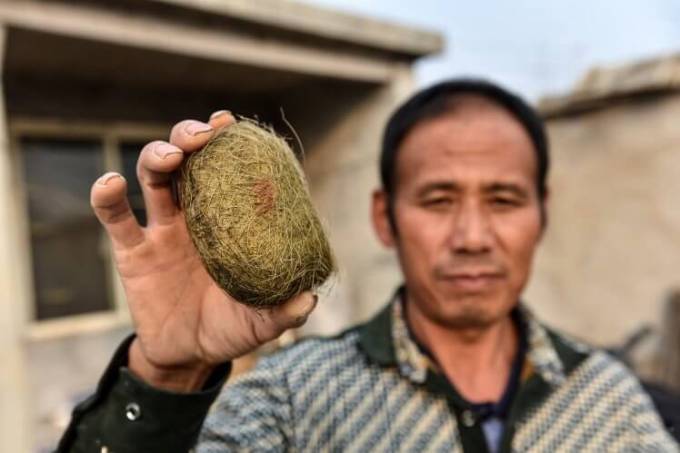 Китайский фермер стал миллионером, обнаружив в теле свиньи целое состояние. (Видео)