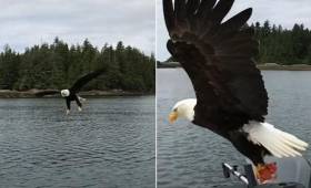 Белоголовый орлан стащил улов у рыбака в Канаде (Видео)