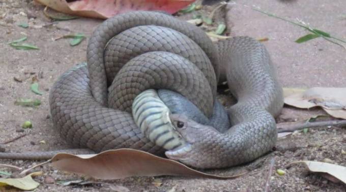 Коричневая змея «пообедала» своей ядовитой соплеменницей на глазах у шокированной австралийки. (Видео)