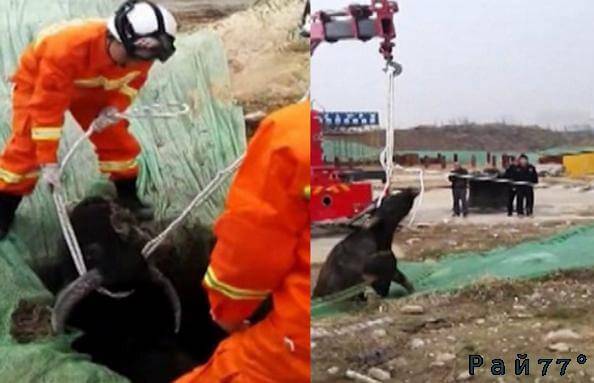 Китайские спасатели при помощи экскаватора вытащили застрявшего в яме быка (Видео)