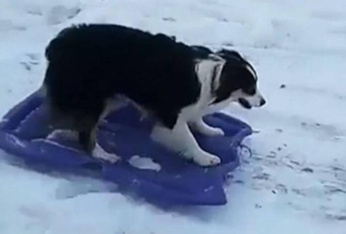 Пёс, катающийся с горки, стал знаменитым в интернете (Видео)