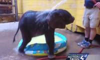 В зоопарке Питтсбурга вынуждены были усыпить недоношенного слонёнка (Видео) 2