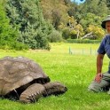 Самая старая в мире черепаха, обитающая на острове Святой Елены оказалась «геем» 0