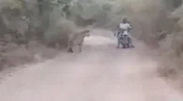 Мотоциклисты «заинтересовали» двух тигров в индийском лесу. (Видео)