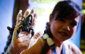 Тайская девушка установила рекорд Гиннесса, продержав живого скорпиона 3 минуты 28 секунд... во рту 2