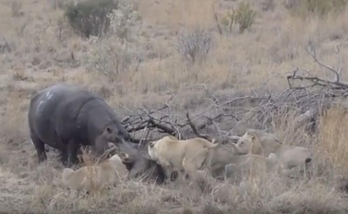 Бегемот присоединился к львиному «застолью» в африканском заповеднике (Видео)