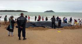 Несколько десятков человек приняли участие в спасении детёныша горбатого кита, выброшенного на берег в Бразилии (Видео) 4