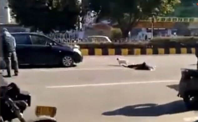 Собака осталась у тела сбитого автомобилем хозяина, посередине оживлённой магистрали в Китае. (Видео)